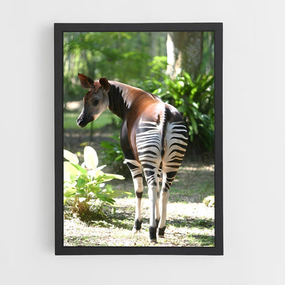 ap-okapi wildlife reserve-1 cadre Noir