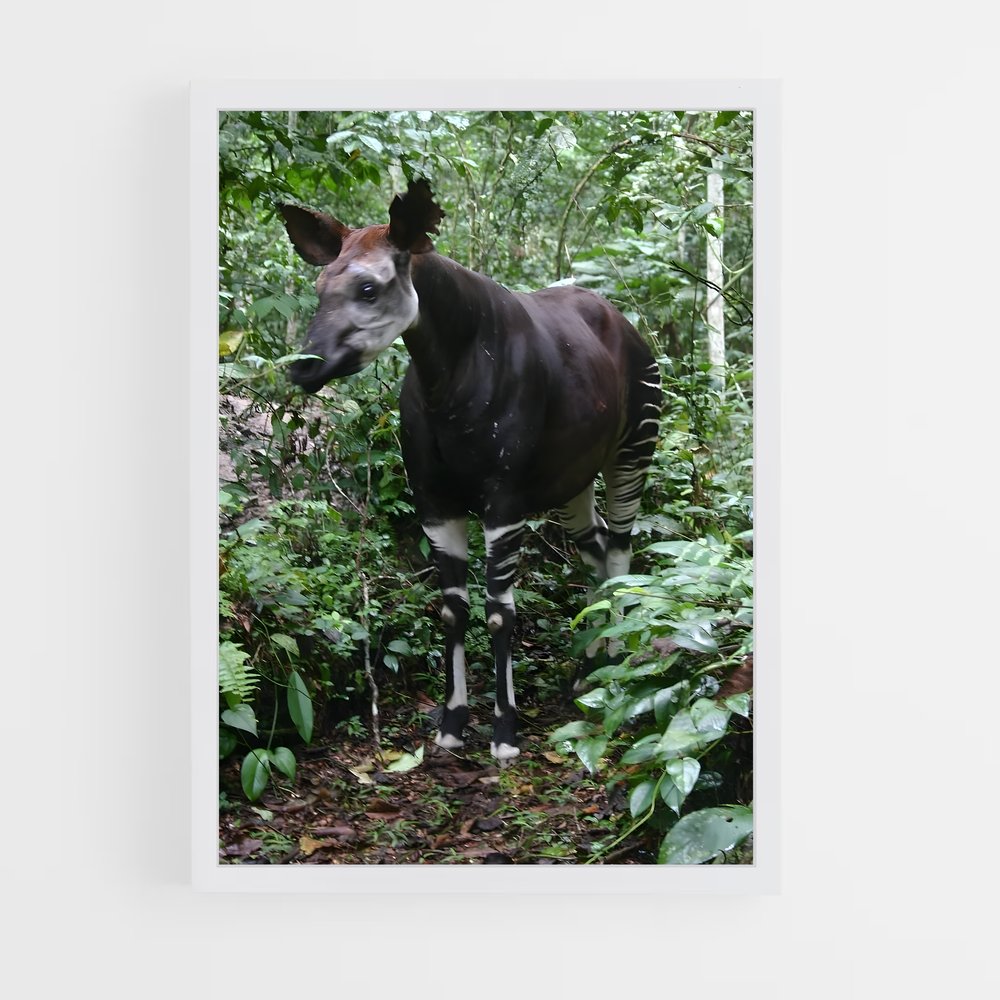 ap-okapi wildlife reserve-2 cadre Blanc