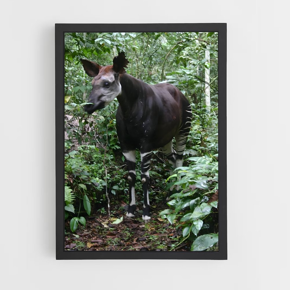 ap-okapi wildlife reserve-2 cadre Noir