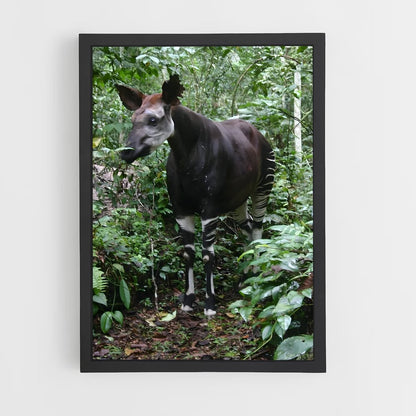 ap-okapi wildlife reserve-2 cadre Noir