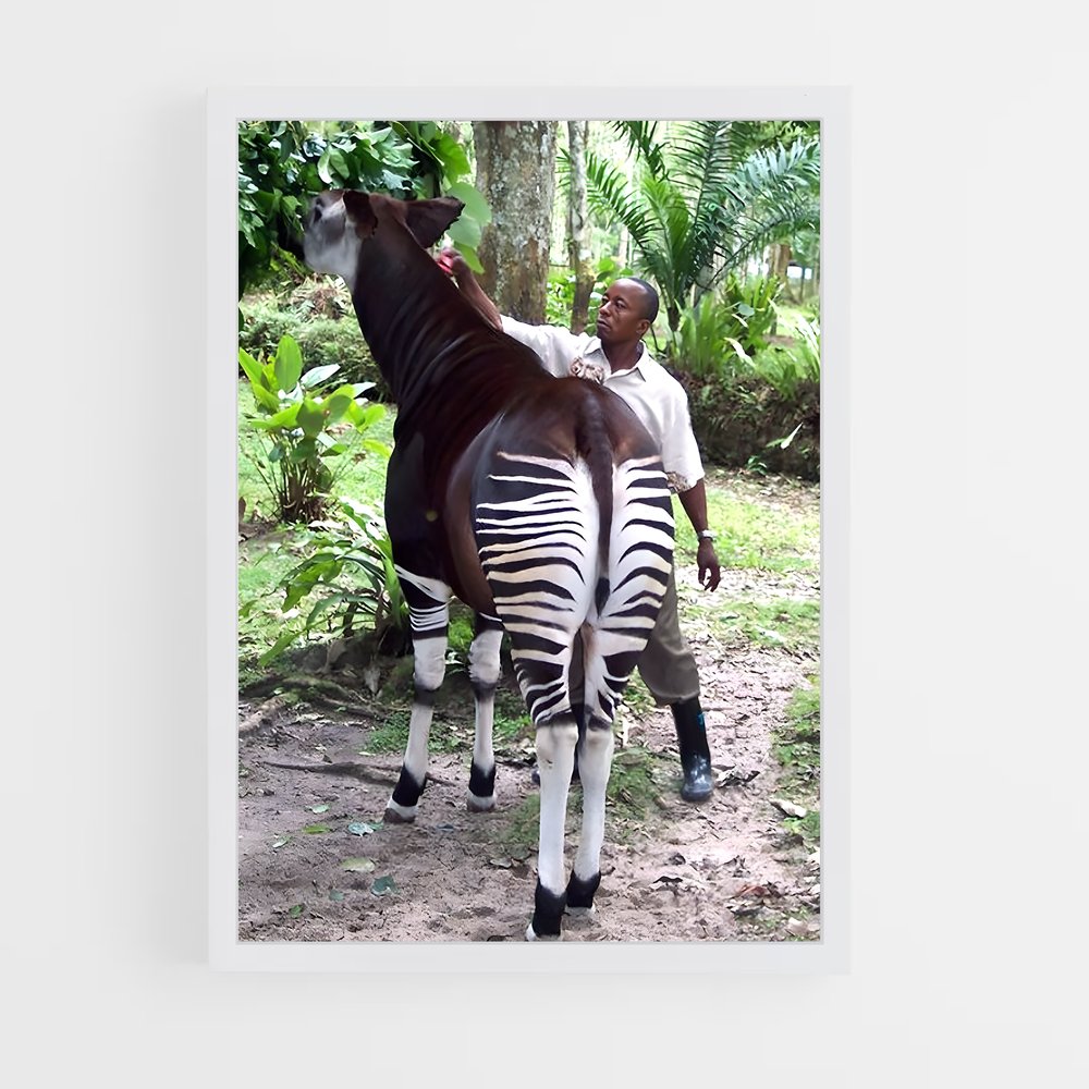 ap-okapi wildlife reserve-3 cadre Blanc
