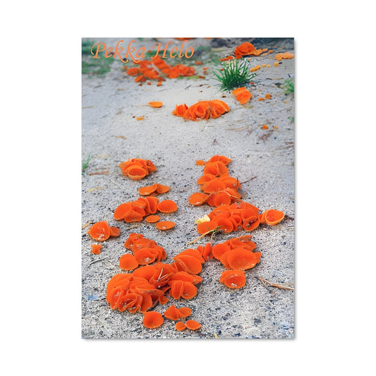 Poster Fleurs de Champignons