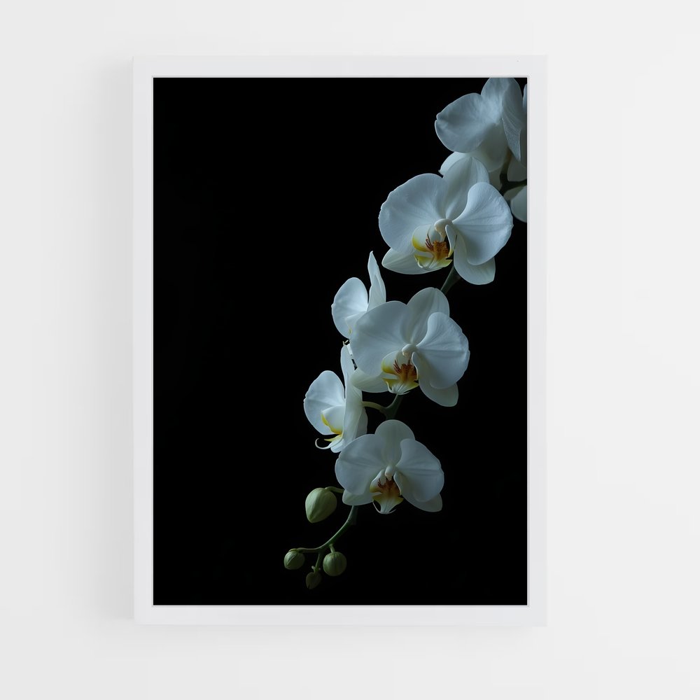 ap-orchid-5 cadre Blanc