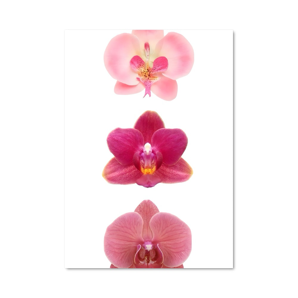 Poster Orchidée Enchantée