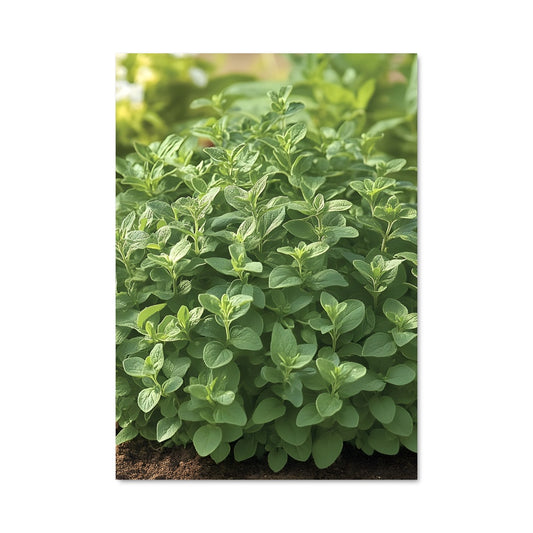 Poster Oregano Éclat