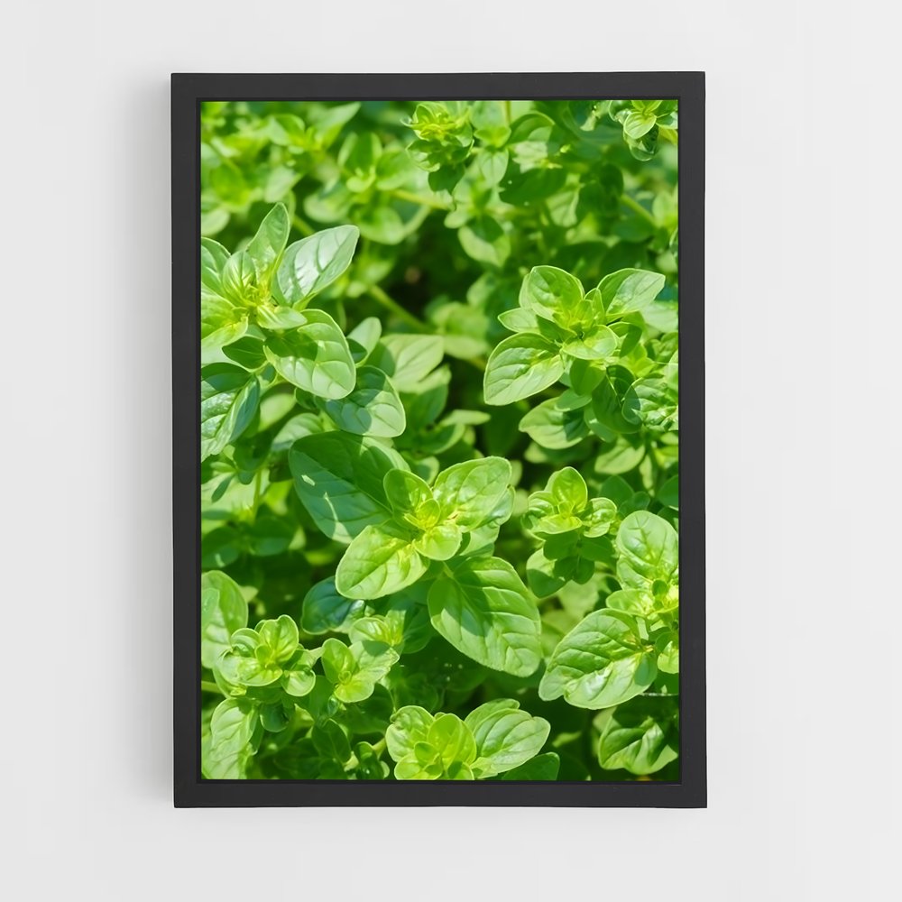 ap-oregano-4 cadre Noir