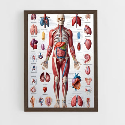 ap-organs-9 cadre Bois foncé