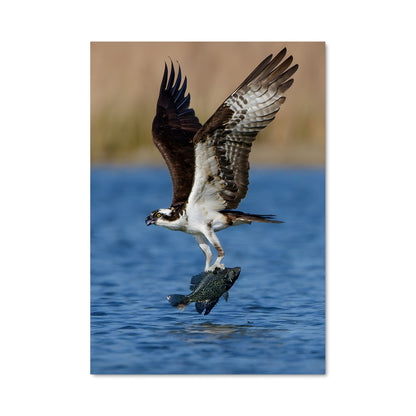 Poster Osprey Mystique