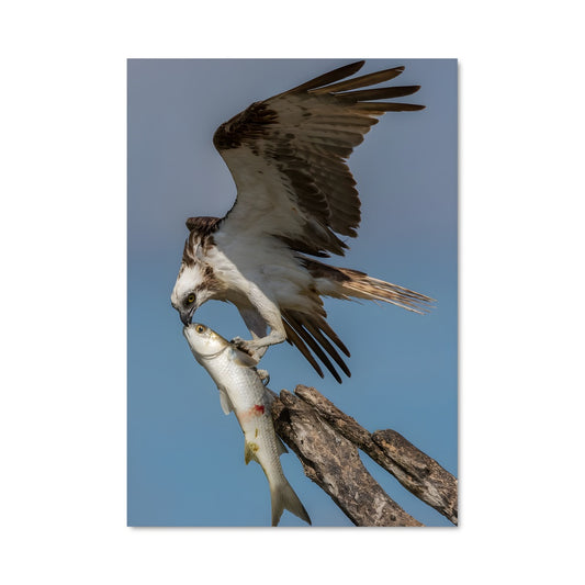 Poster Osprey Rising
