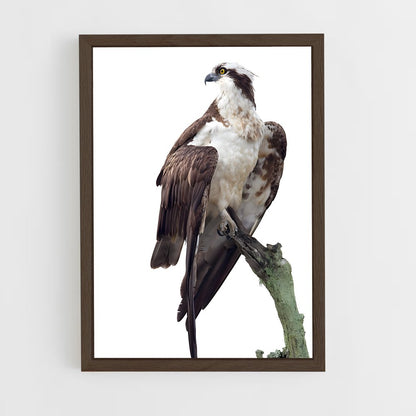 ap-osprey-7 cadre Bois foncé