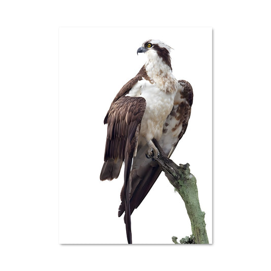 Poster Osprey 84082