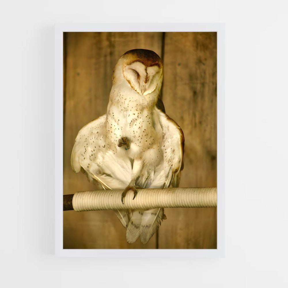 ap-owl-13 cadre Blanc