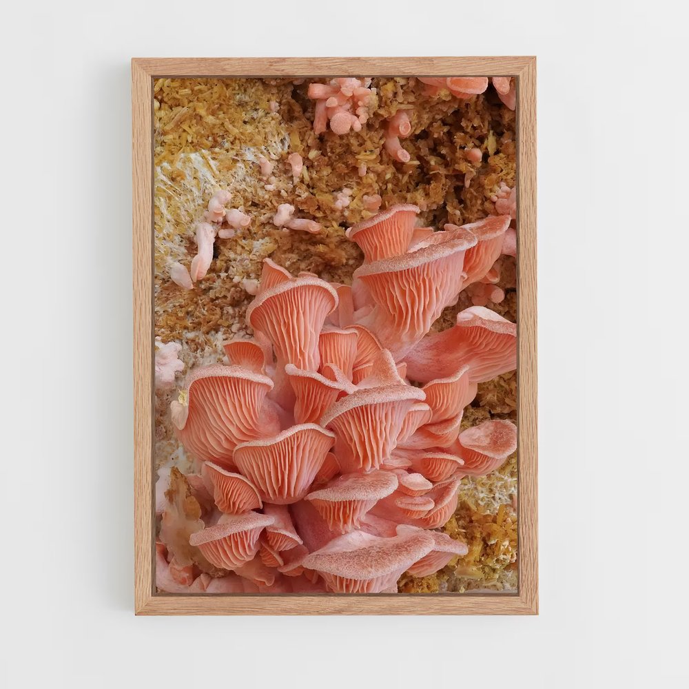 ap-oyster mushroom-1 cadre Bois clair