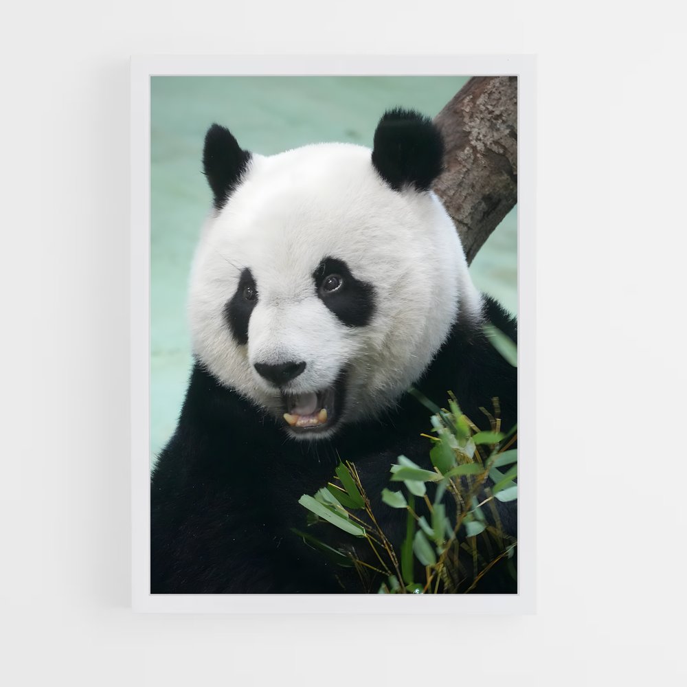 ap-panda-1 cadre Blanc