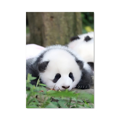 Poster Douceurs de Bambou