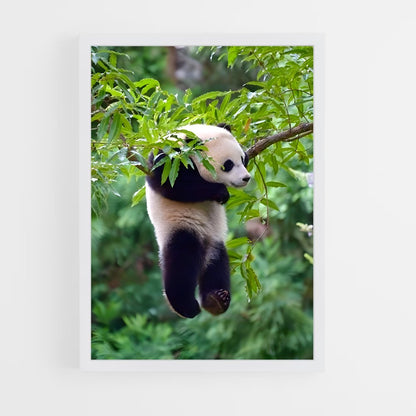 ap-panda-6 cadre Blanc