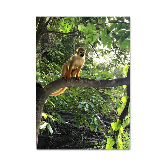 Poster Singe des Cimes