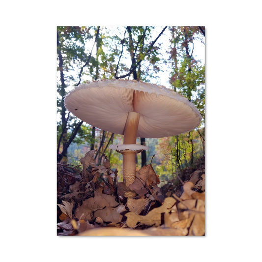 Poster Champignon Parasol