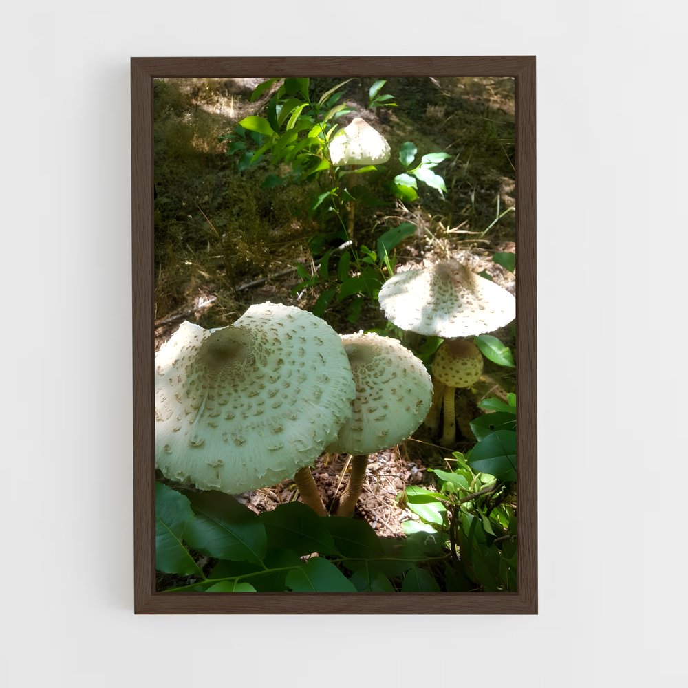 ap-parasol mushroom-3 cadre Bois foncé