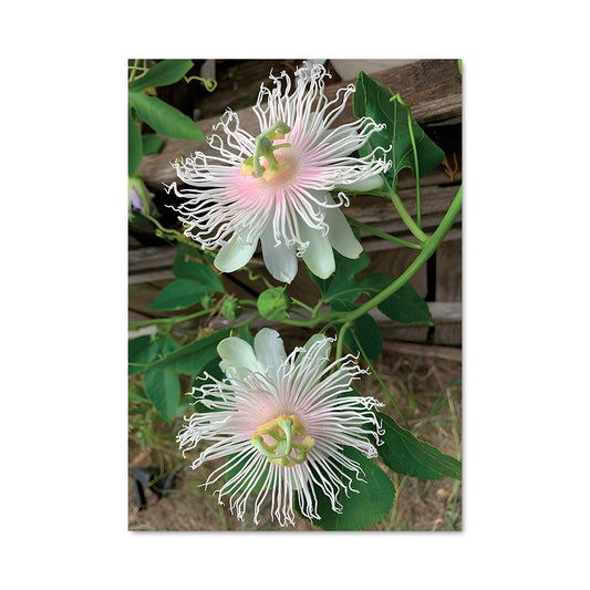 Poster Duo de Passions