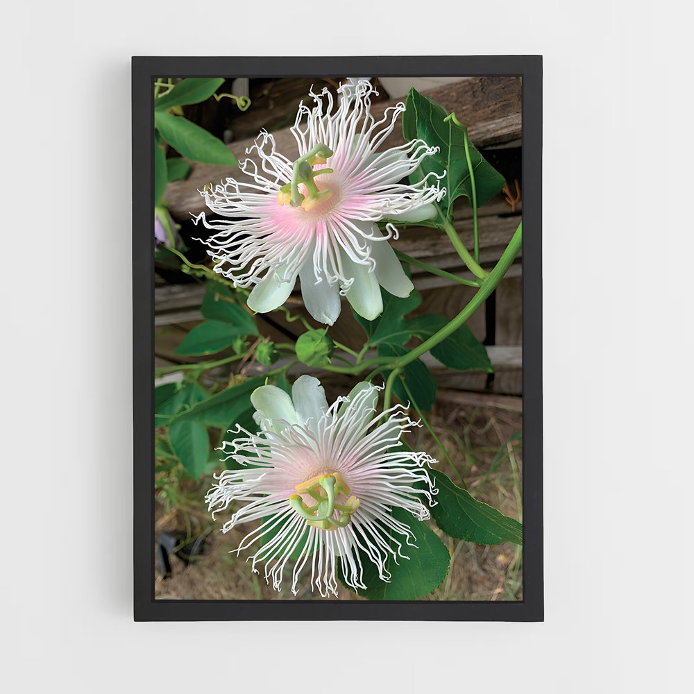 ap-passion flower-1 cadre Noir