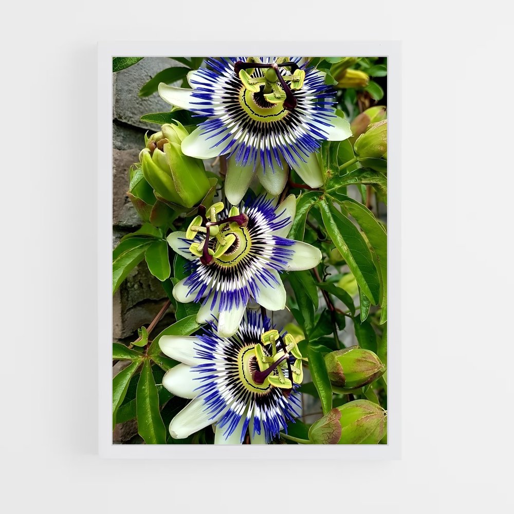 ap-passion flower-2 cadre Blanc