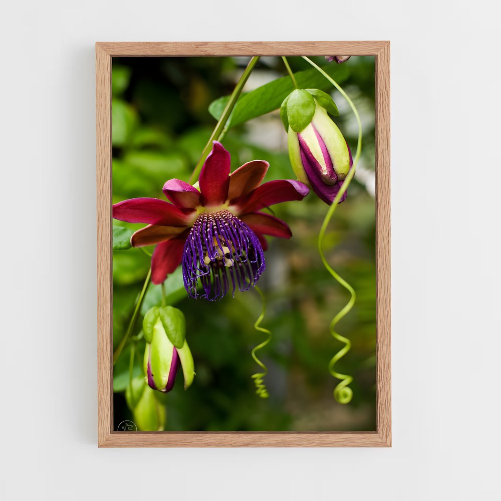 ap-passion flower-3 cadre Bois clair