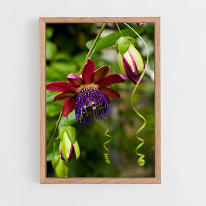 ap-passion flower-3 cadre Bois clair
