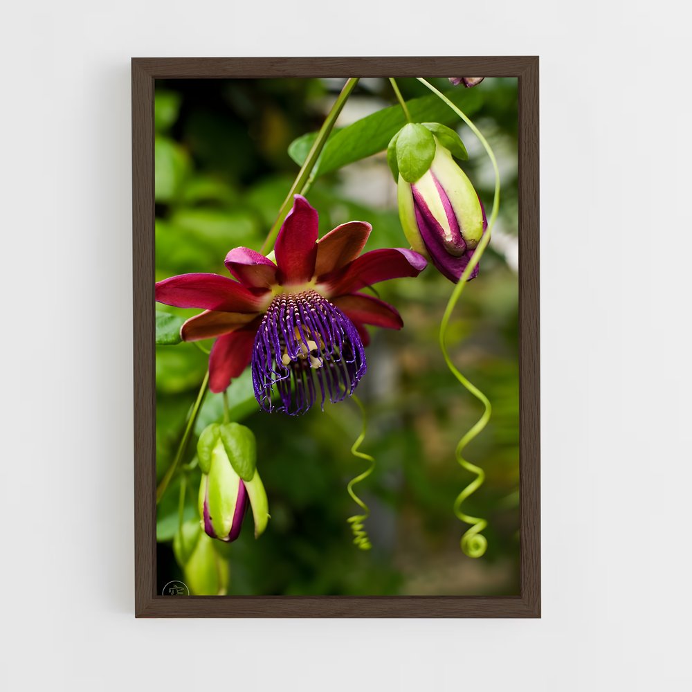 ap-passion flower-3 cadre Bois foncé