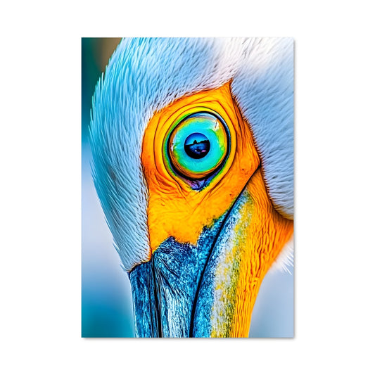 Poster Regard de Pélican