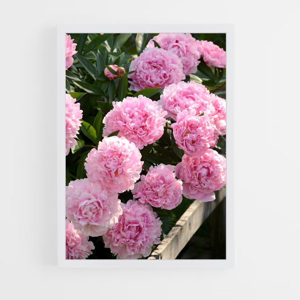ap-peony-11 cadre Blanc