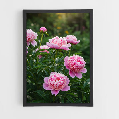 ap-peony-16 cadre Noir
