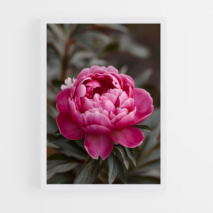 ap-peony-8 cadre Blanc