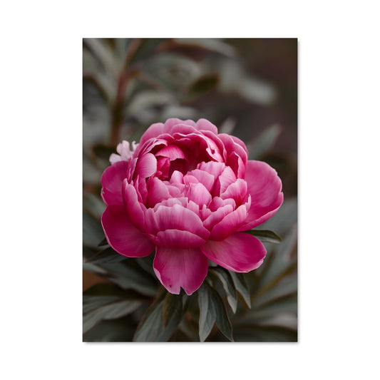 Poster Pivoine Éclatante