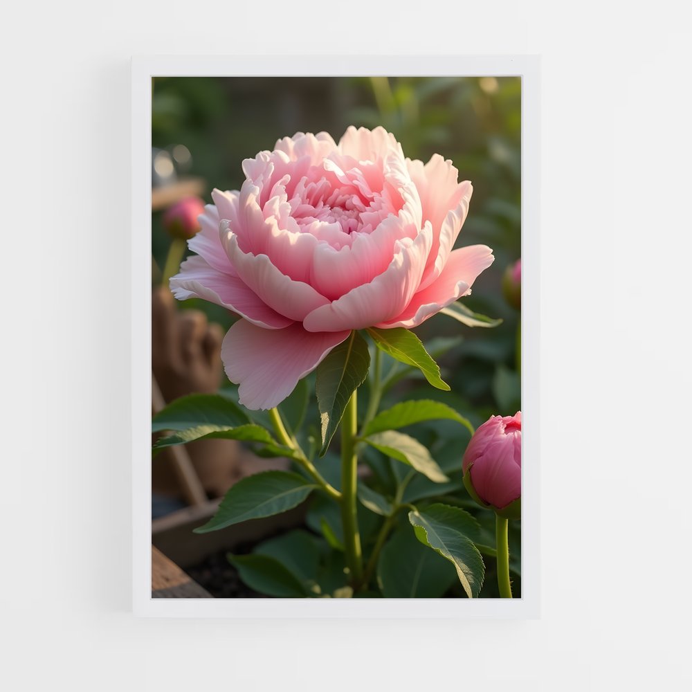 ap-peony-9 cadre Blanc