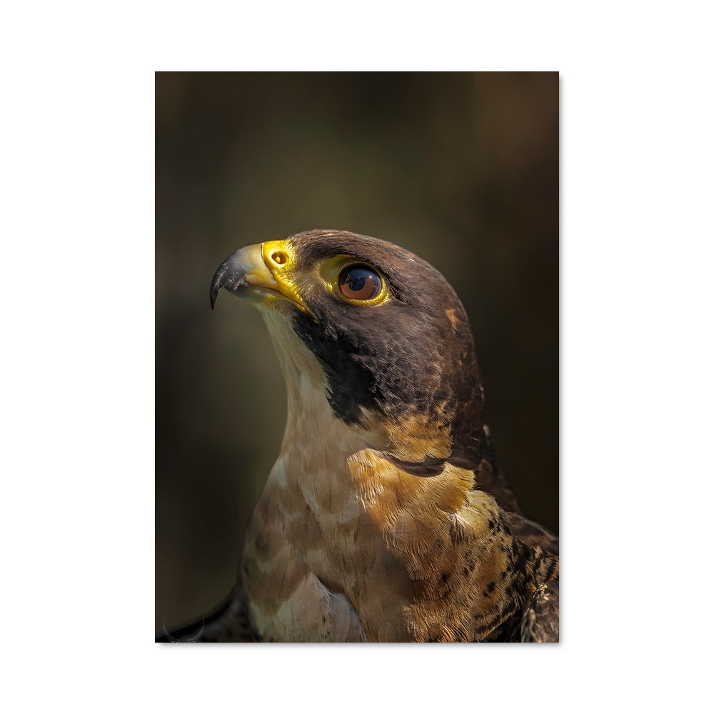 Poster Peregrine falcon 84127