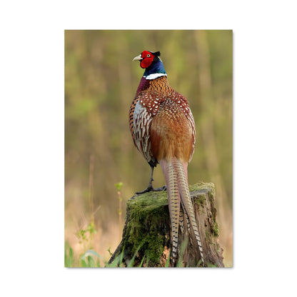 Poster Oiseau des Cimes