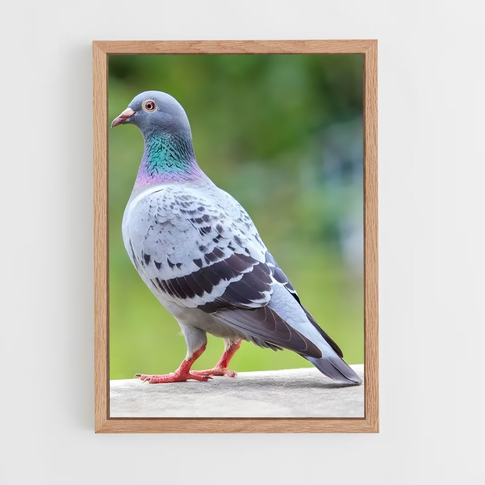 ap-pigeon-1 cadre Bois clair