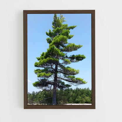 ap-pine-7 cadre Bois foncé