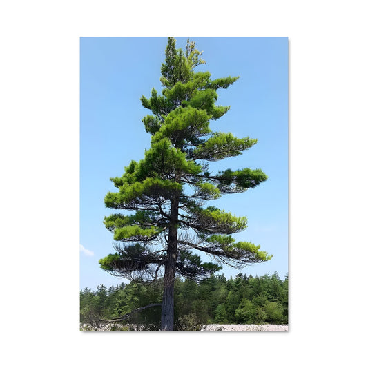 Poster L'Arbre des Rochers