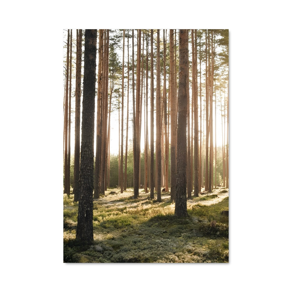 Poster Forêt d'Épicea