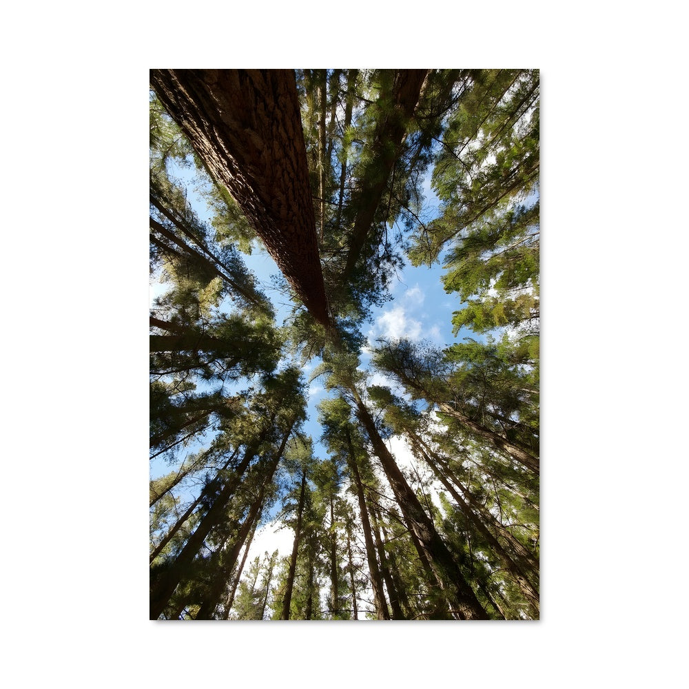 Poster Pine forest 94969