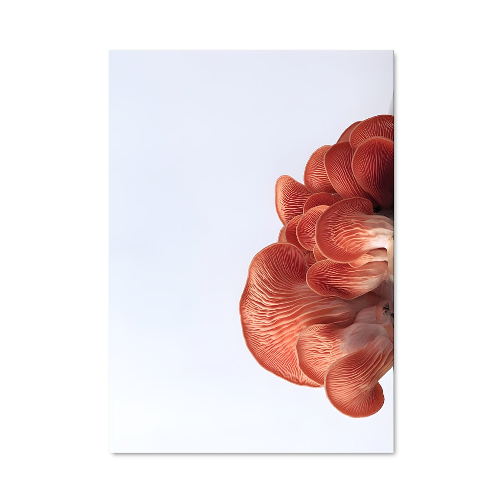 Poster Champignon Rose