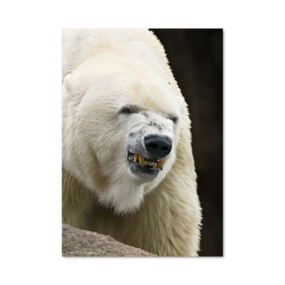 Poster Ouragan de Glaces