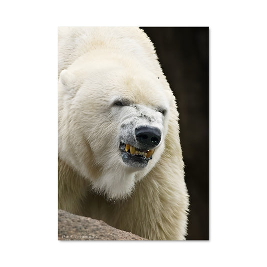 Poster Ouragan de Glaces