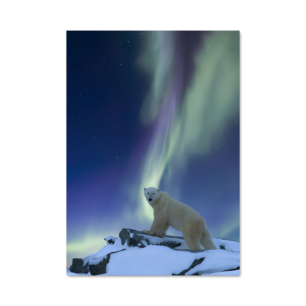 Poster Ours des Glaces sous les Aurores