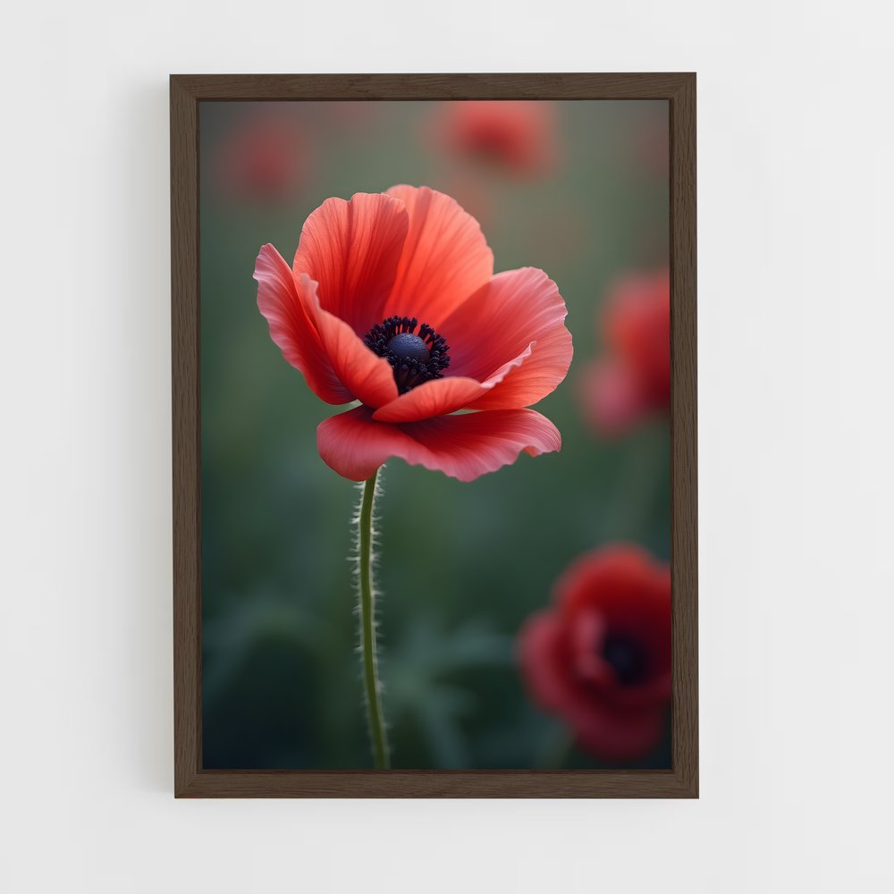 ap-poppy-4 cadre Bois foncé
