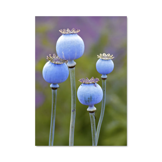 Poster Fleurs Célestes