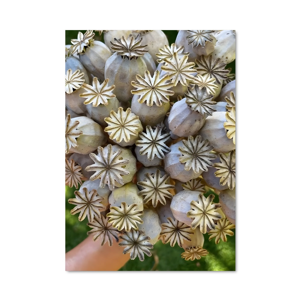 Poster Fleur de Poppy