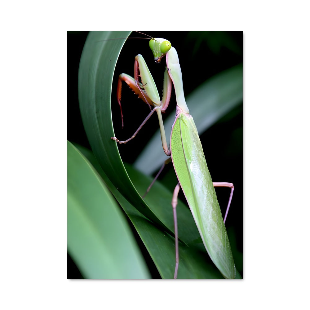 Poster Mante Priante